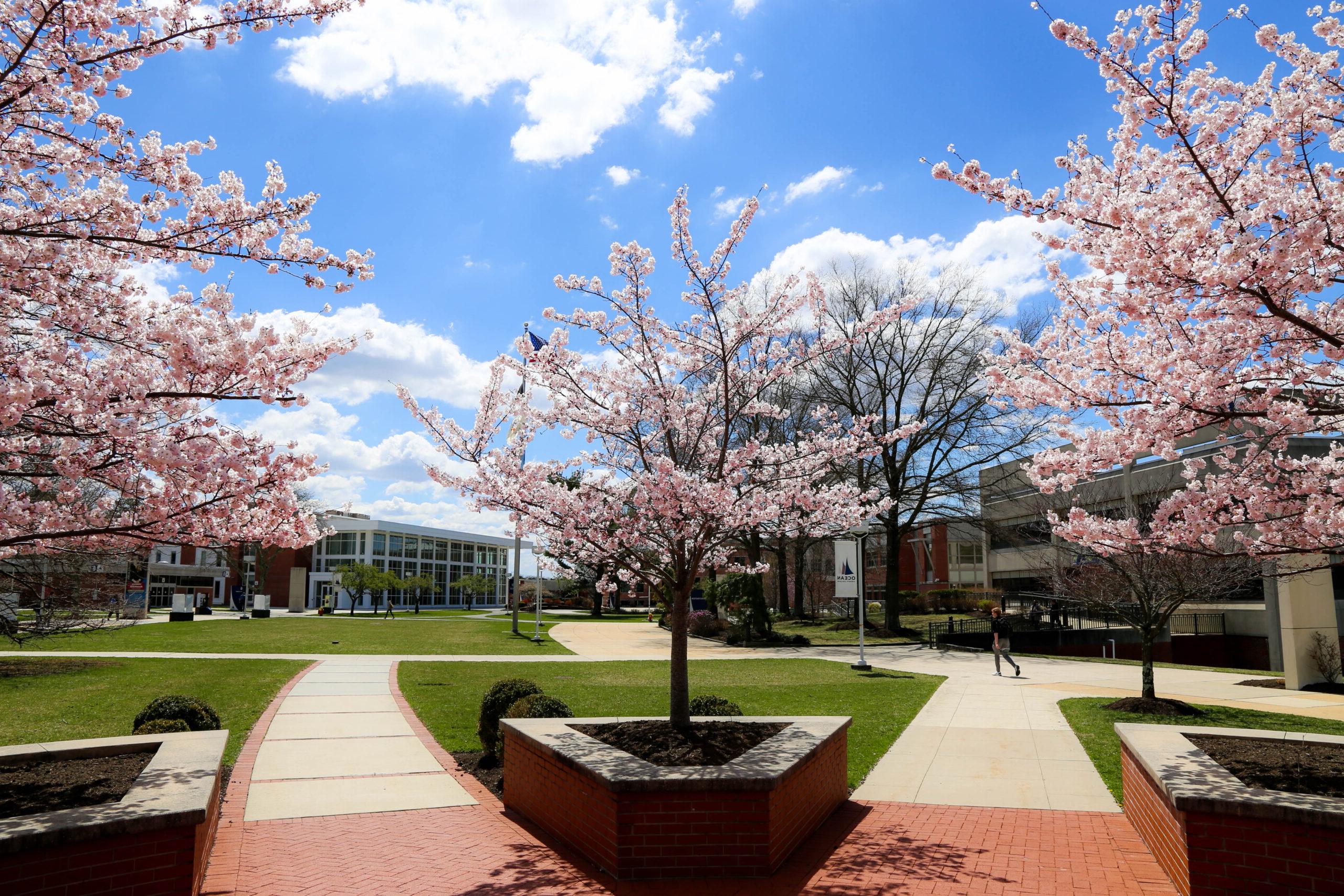 campus with cherry blossom trees